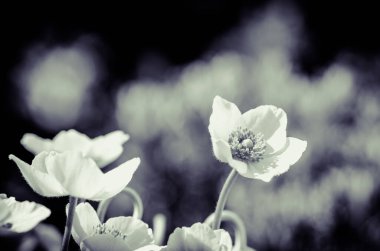 Bahar beyaz şakayık çiçekleri grubu, pastel tonlar. 