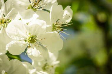 Bahçede çiçek açan meyve ağaçları.