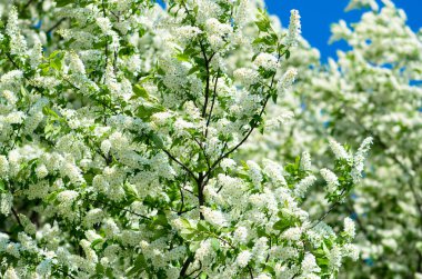Güneşli bahar gününde çiçeklerle dolu beyaz ağaç