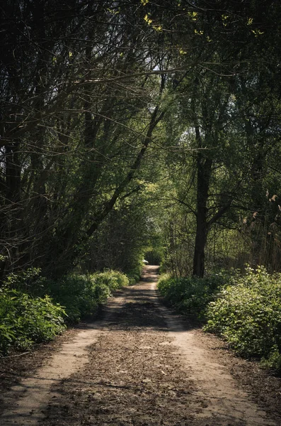 Sentier Rural Vert Romantique Parmi Les Arbres — Photo