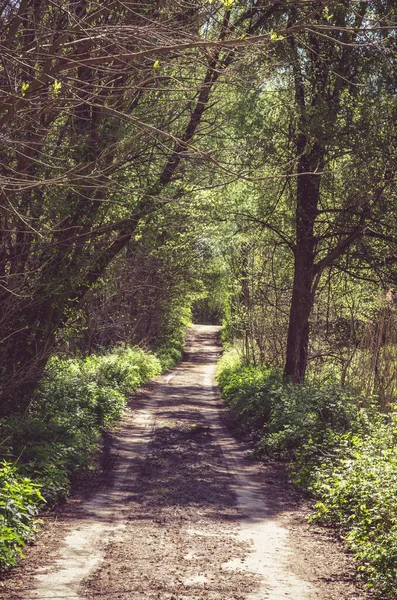 Sentier Rural Vert Romantique Parmi Les Arbres — Photo