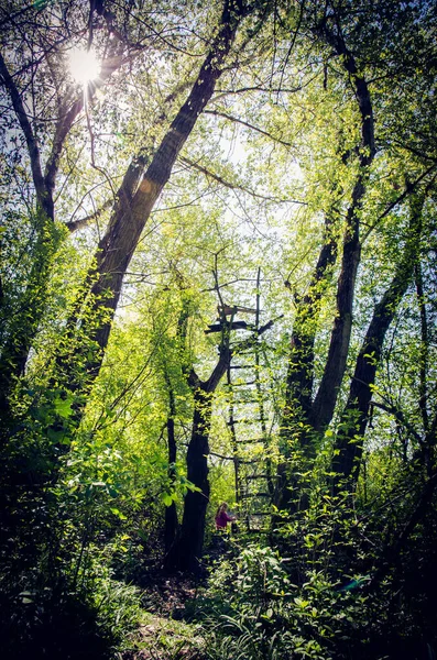 Escalade Échelle Jusqu Aux Arbres Verts Dans Forêt Printemps — Photo