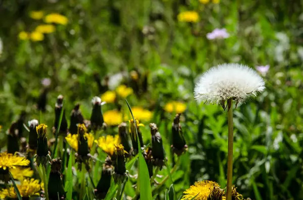 Spring Meadow Blooming Dandelion Flowers Green Blades Grass — Stock Photo, Image