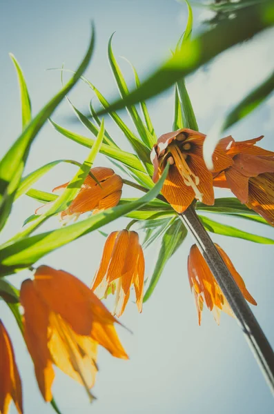 Flor Laranja Mejestic Flores Coroa Real Dia Ensolarado Primavera — Fotografia de Stock