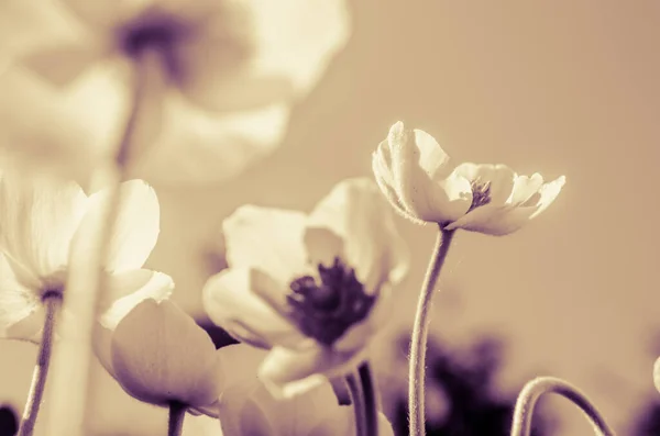 Skupina Jarní Bílé Sasanky Květiny — Stock fotografie