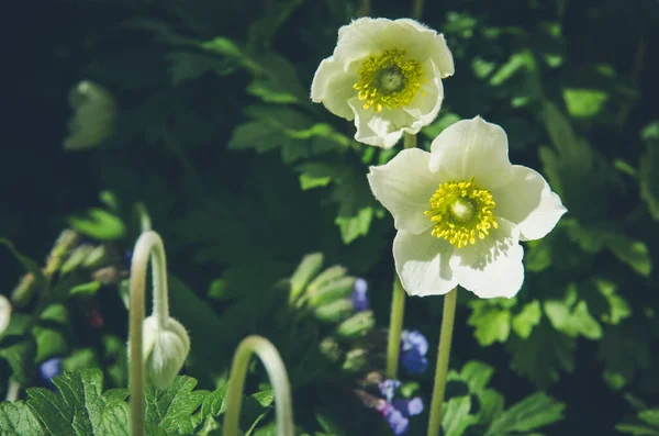 一群春天的白葵花 — 图库照片
