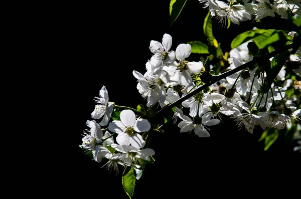 Белые Цветущие Весенние Цветы Груше Солнечный Свет Теневой Контракт — стоковое фото