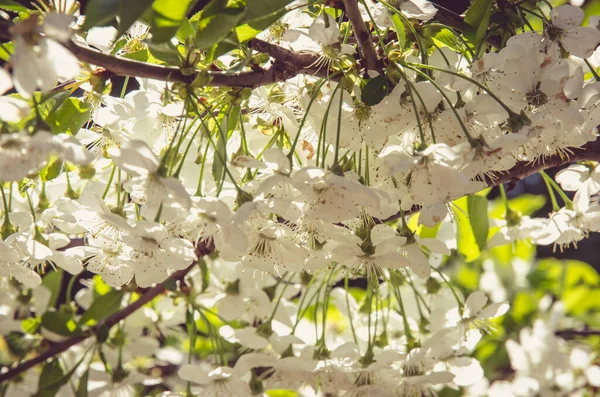 苹果树上开满了粉色和白色的春花 — 图库照片