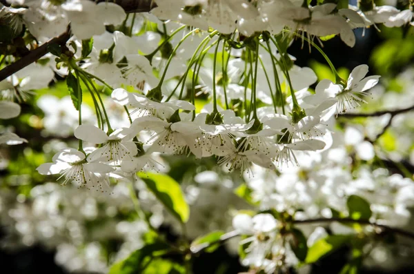 樱桃树上绽放着粉色和白色的春花 — 图库照片