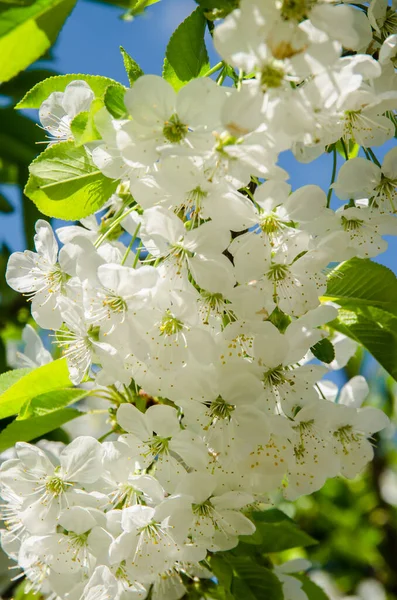 Fleurs Printanières Roses Blanches Sur Cerisier — Photo