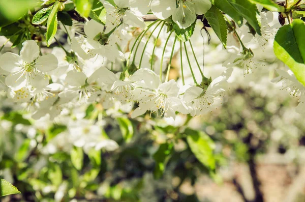 Fleurs Printanières Roses Blanches Sur Cerisier — Photo