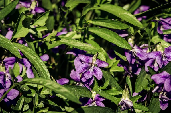 Jasně Kvetoucí Viola Květ Jarní Tmavé Atmosféře — Stock fotografie