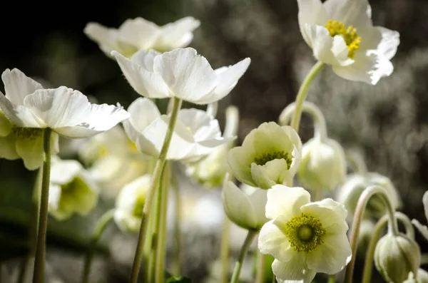 Grupo Flores Anémona Blanca Primavera Sol Tono Pastel — Foto de Stock