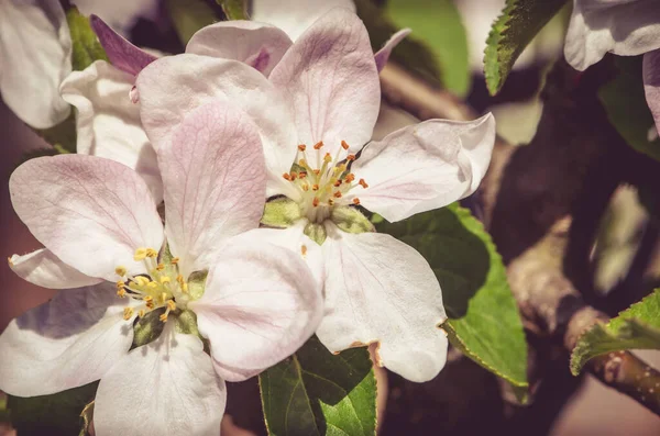 Pink White Blooming Spring Flowers Apple Tree — Stock Photo, Image