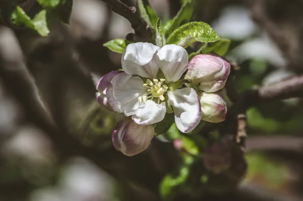 Fleurs Printanières Roses Blanches Sur Pommier — Photo