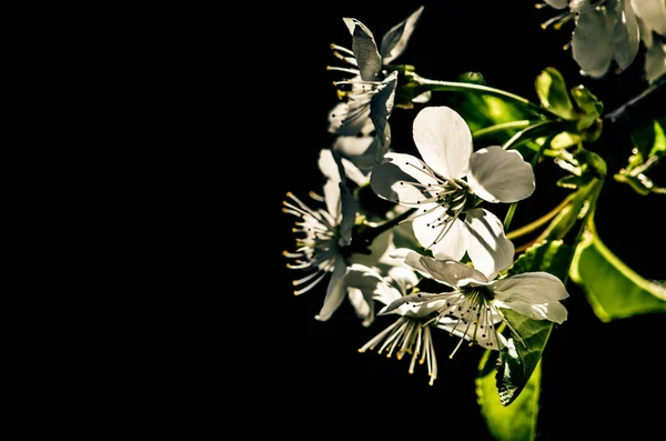 Flores Brancas Primavera Florescendo Árvore Primavera Contra Fundo Escuro — Fotografia de Stock