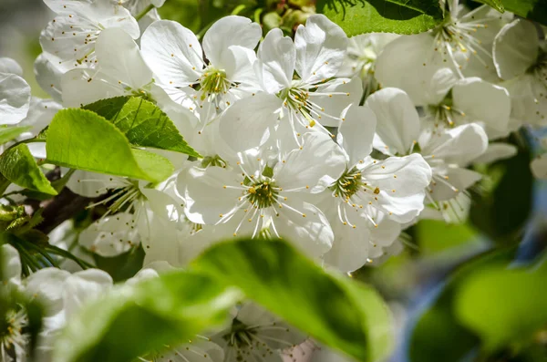 Fleurs Printemps Fleurs Blanches Sur Arbre Printemps Ciel Bleu — Photo