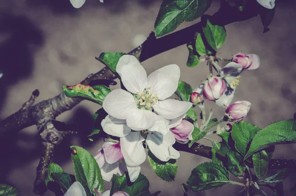 Fiori Bianchi Fioriti Primaverili Albero Primaverile Cielo Blu — Foto Stock