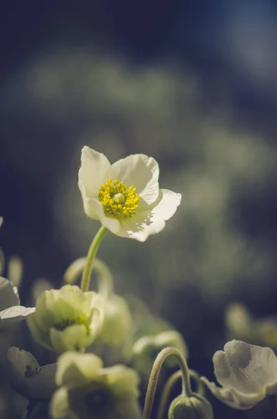 Group Spring White Anemone Flowers Pastel Tone — Stock Photo, Image
