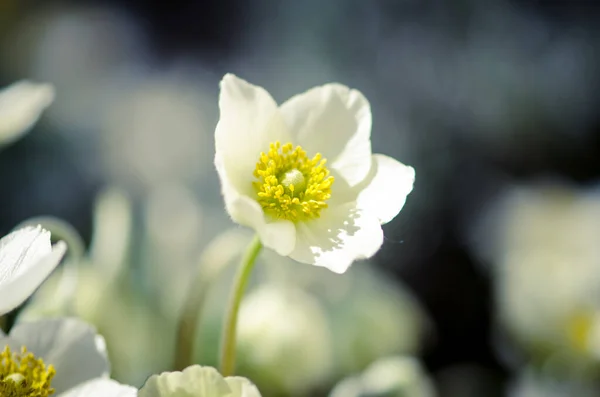 Grupa Wiosenny Biały Anemon Kwiaty Pastelowy Dźwięk — Zdjęcie stockowe