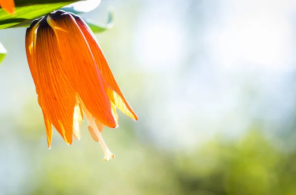Mejestic Orange Blooming Royal Crown Flowers Spring Sunny Day — Stock Photo, Image