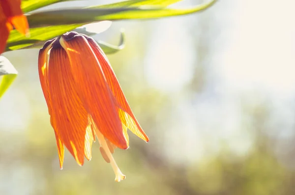 Bahar Güneşli Bir Günde Kraliyet Taç Çiçeklerini Açan Mejestik Portakal — Stok fotoğraf