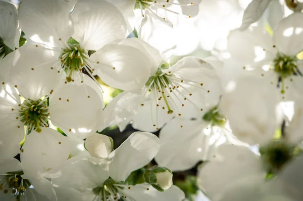 Primavera Alberi Frutto Fiore Nel Giardino Sfondo Magico — Foto Stock