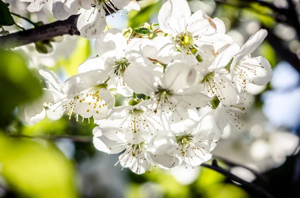 Les Arbres Fruitiers Florissants Printemps Dans Jardin — Photo