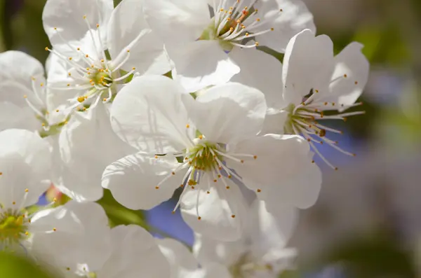 Árboles Frutales Florecientes Primavera Jardín — Foto de Stock