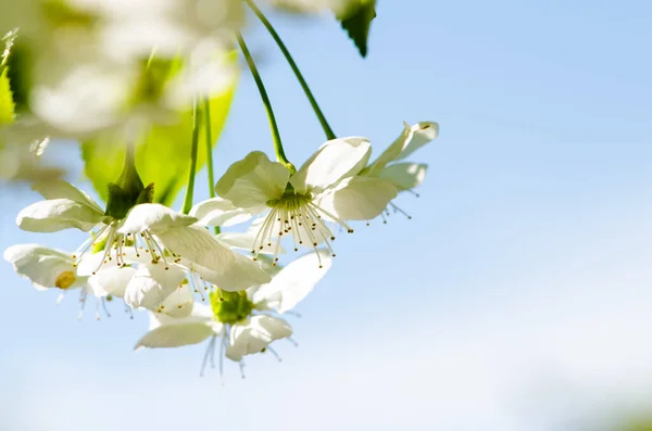 Primavera Árvores Fruto Florescentes Jardim Espaço Cópia — Fotografia de Stock