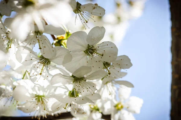 Les Arbres Fruitiers Florissants Printemps Dans Jardin — Photo