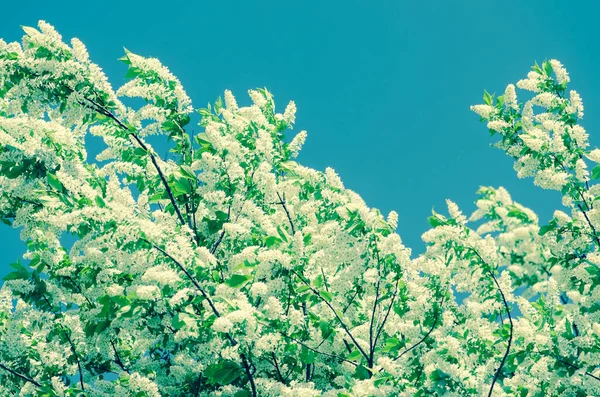 Białe Drzewo Pełne Kwiatów Słoneczny Wiosenny Dzień — Zdjęcie stockowe