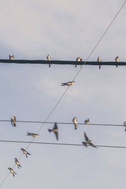 Kırlangıç grubu elektrik kabloları üzerinde ücretsiz poz veriyor. Kopyalama alanı
