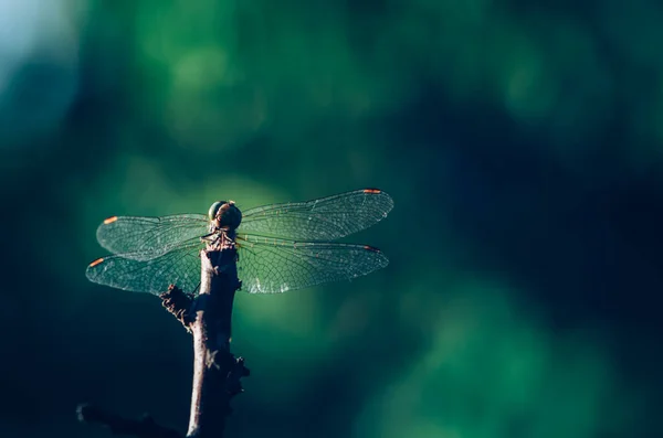 Still Dragonfly Posing Branch Nature — Stock Photo, Image