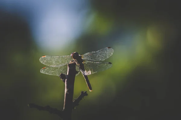 Stále Vážky Pózují Větvi Přírodě — Stock fotografie