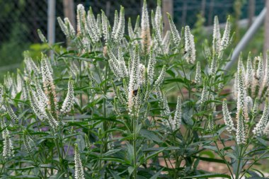 Bilge çiçeklerin beyaz çivileri