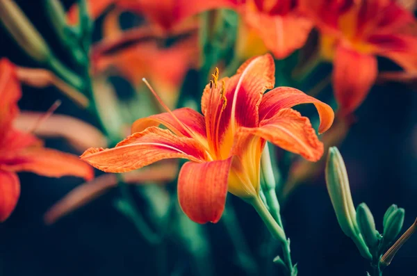 Beautiful Blooming Lilium Flowers Bright Orange Color — Stock Photo, Image