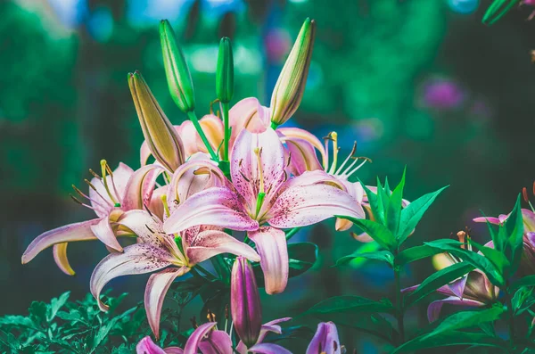 Beautiful Blooming Lilium Flowers Pink Green Colors Background — Stock Photo, Image