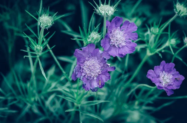 Vacker Blommande Blå Lilja Blommor Bakgrund — Stockfoto