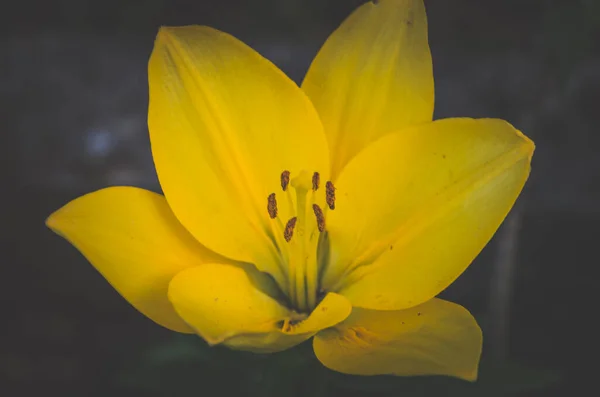 Beautiful Blooming Lilium Flowers Bright Yellow Color — Stock Photo, Image