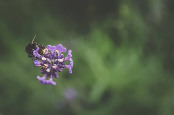 Letní Bylinné Vonící Levandule Květiny Včelami — Stock fotografie