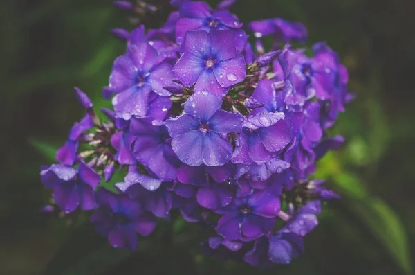 Красивые Цветущие Скрученные Цветки Флокса Лиловом Фиолетовом Цвете — стоковое фото