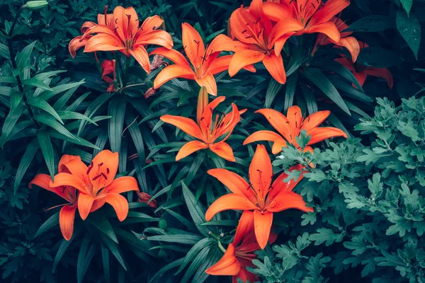 Beautiful Blooming Lilium Flowers Bright Orange Color — Stock Photo, Image