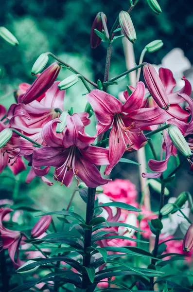 Beautiful Blooming Lilium Flowers Pink White Colors — Stock Photo, Image
