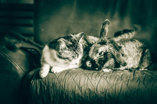 Tamkatt Och Kanin Husdjur Poserar Tillsammans — Stockfoto