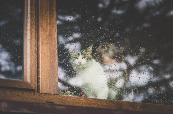 Gato Bonito Atrás Janela Molhada Após Chuva — Fotografia de Stock