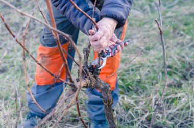 Üzüm bağları kesen makaslı adam.