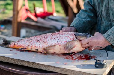 Balık adam yemek, kan ve bıçak için çiğ sazan balığı temizliyor ve hazırlıyor.