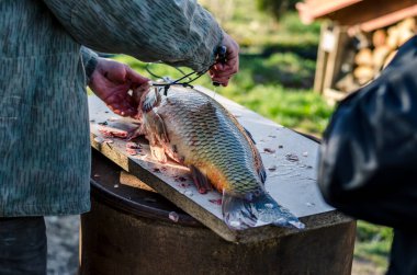 Balık adam yemek, kan ve bıçak için çiğ sazan balığı temizliyor ve hazırlıyor.