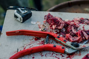 Yemeğe hazırlandıktan sonra balıkların korkunç korku filmi dinleniyor.